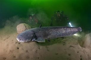 Maasmeerval ontmaskerd