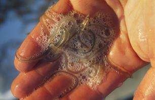 Maatregelen laten effect zien: glasaaltjes zwemmen door in Scheveningen