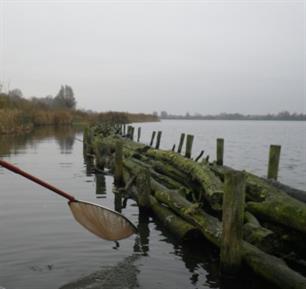 Mag ’t een takje meer zijn? Vissenbossen voor baars