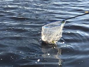 Matchanglers winnen Evezet Nationale Teamcompetitie Dames en U20