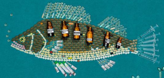 Medicijnresten in oppervlaktewater - schade voor de visstand