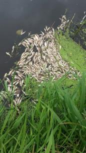 Meer dan 100.000 dode vissen in de Aa door lozing mestbedrijf (video)