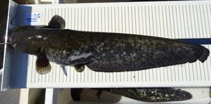 Meerval bij langsdammen (video)