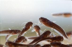 Meerval, Silurus glanis