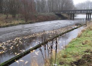 Meld dreigende vissterfte