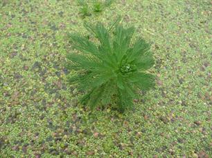 Meld (overlast) waterplanten bij Hoogheemraadschap Rijnland