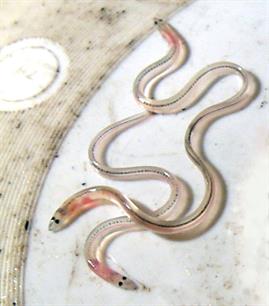 Migratie van glasaal in zee: van maan tot magneet