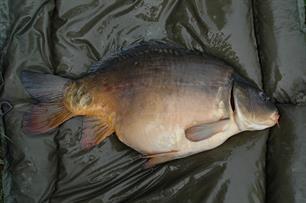 Mijnvismaat karper fotoactie: win een luxe Nash onthaakmat