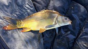 MijnVISmaat karperactie