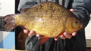 MijnVISmaat kroeskarper actie