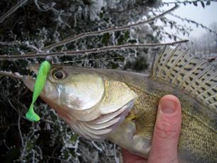 MijnVISmaat roofvisactie