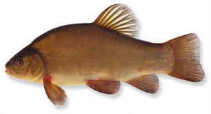 MijnVISmaat zeelt actie 