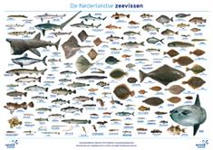 Miniposters De Nederlandse Vissen