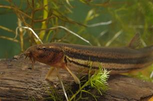 Modderkruipers genoeg