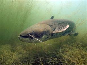 Mysterie veenreuzen ontmaskerd