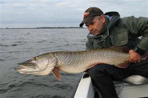 Na de foto : Overleving van teruggezette vis