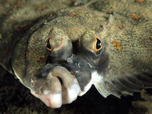 Natura 2000 in de Noordzee: Sportvisserij Nederland partner in het VIBEG project