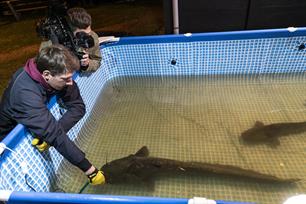 Natuurplatform van Omroep Gelderland BuitenGewoon: meerval (VIDEO)