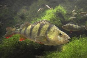 Nederland baarzenland - wist je dat