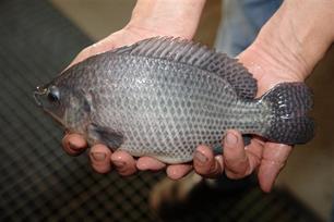 Nederland op de bres voor duurzame viskweek