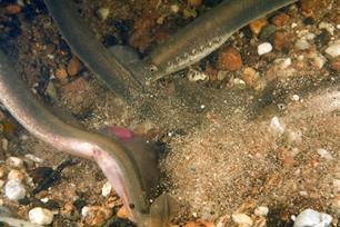 Nederlands-Duitse samenwerking 