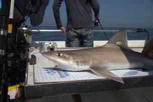 Nederlands-Spaanse Haai