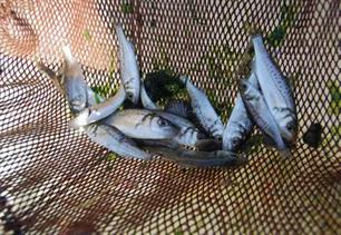 Nederlandse zeebaarspopulatie