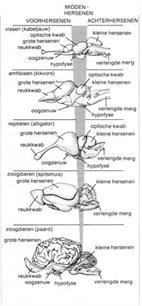 Negen vragen over pijn bij vissen