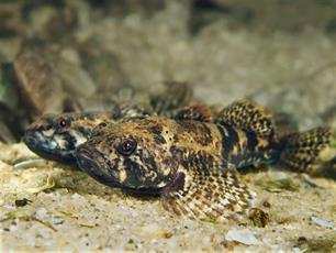 Neonicotinoïden bedreigen vissen