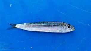 Niet alleen ingeblikt