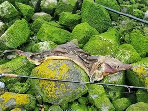 Niet Europees, maar Siberisch