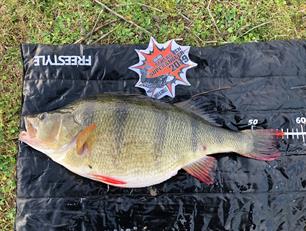 Nieuw BNRZ-record baars: 56 cm!