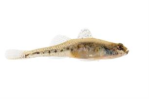 Nieuw in Nederland: Kaukasische dwerggrondel