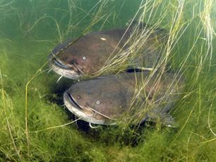 Nieuw meervalonderzoek Rijnlands Boezem