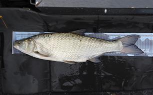 Nieuw Nederlands record roofblei