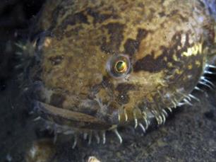 Nieuwe exotische vis in Oosterschelde