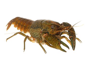 Nieuwe invasieve kreeft