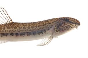 Nieuwe Nederlandse modderkruipers