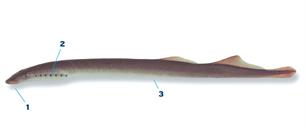 Nieuwe paaiplaats rivierprik ontdekt binnen Waterschap Vallei en Veluwe