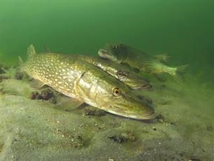 Nieuwe vacature: Projectleider Vis & Water