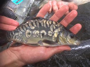 Nieuwe visvijvers in Appingedam