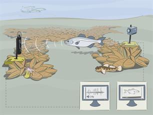Nieuwsbrief Swimway Waddenzee