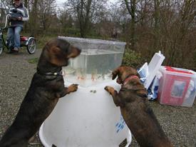 nieuwsgierige tekkels