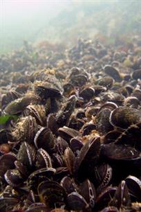 Noordzee te schoon door tekort aan fosfaten