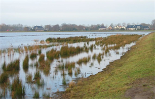 Oeverzones cruciaal voor gezond IJsselmeer