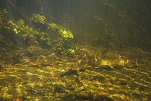 Olijfgroene torpedo's