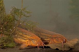 Onbekend maakt onbemind: Zoetwatervis als blinde vlek voor natuurbeheerders
