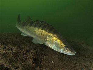 Onder de maat : Zin en onzin van maatlimieten voor snoekbaars