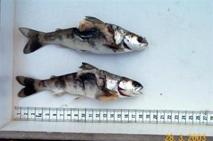 Onderzoek: migratie van zalmsmolts in de Rijn