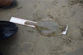 ONK Kustvissen heren 2018